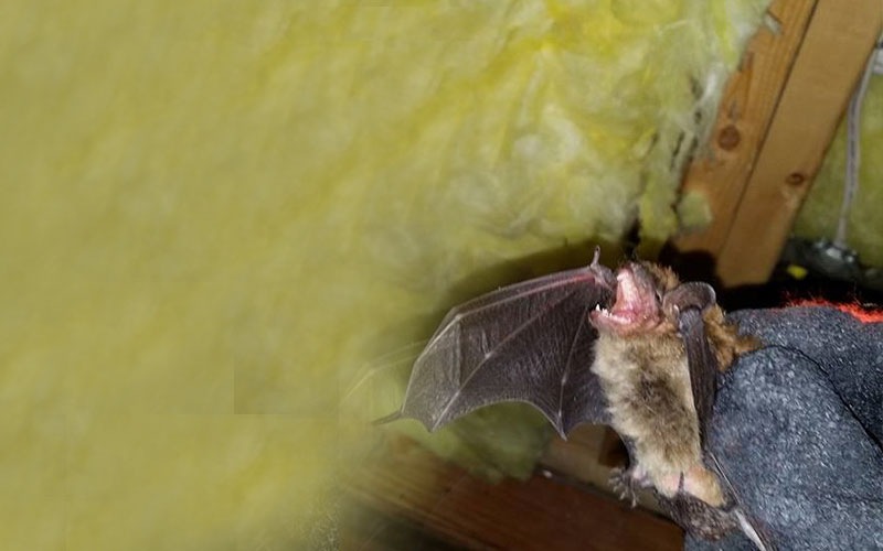 Wildlife Removal Services of Rochester