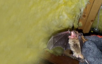 Bat Removal Rochester New York Bat Removal Rochester New York