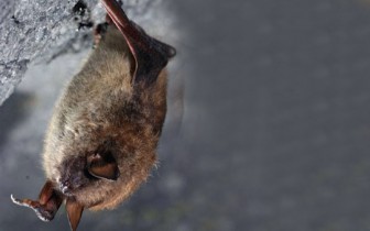 Bat Removal Rochester New York Bat Removal Rochester New York