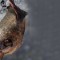 Bat Removal Rochester New York