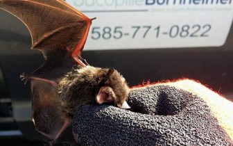 Bat Removal Rochester New York Bat Removal Rochester New York