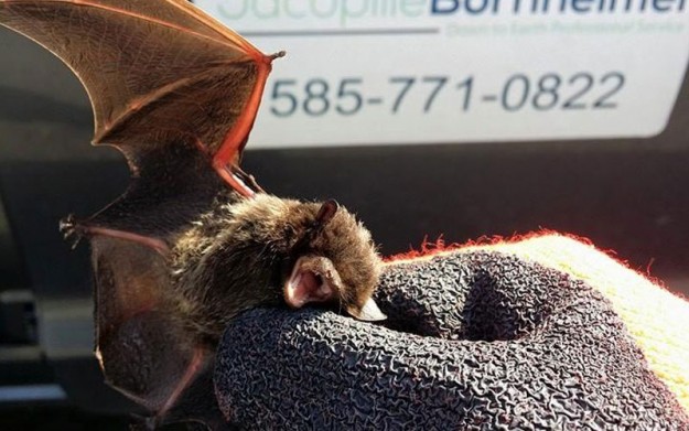 Bat Removal Rochester New York