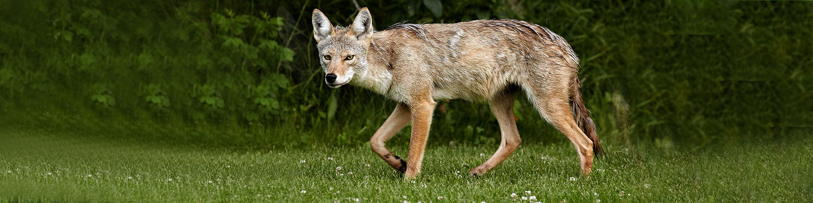 Coyote Removal Rochester New York