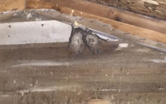 Bats in Attic – Bat Removal Rochester New York Bat Removal Rochester New York