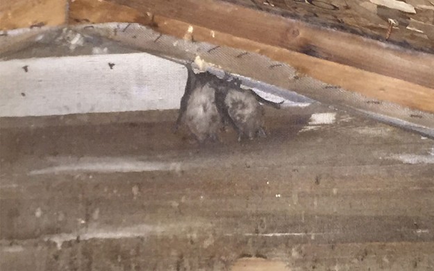 Bats in Attic – Bat Removal Rochester New York Bat Removal Rochester New York