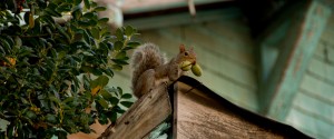 squirel removal rochester new york