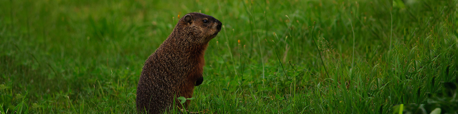 Woodchuck Removal Rochester New York