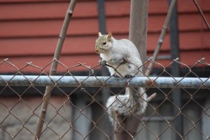 Rochester NY Grey squirrel 12/04/15