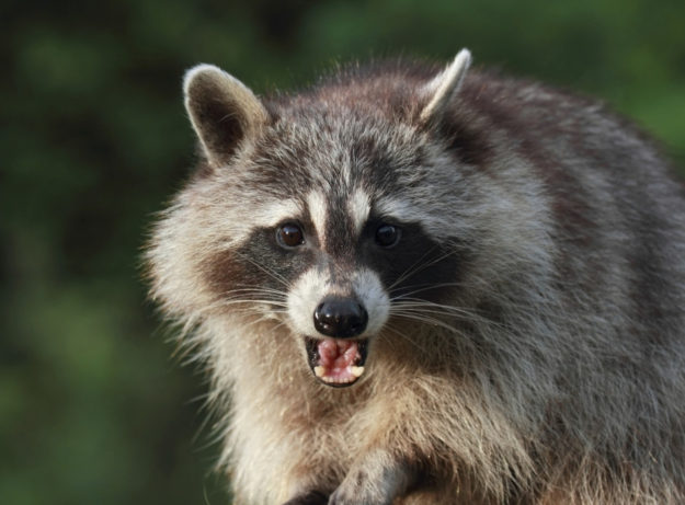 Raccoon Wildlife Removal Rochester New York Raccoon Wildlife Removal Rochester New York
