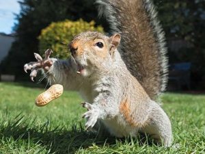 Squirrel Removal Rochester NY