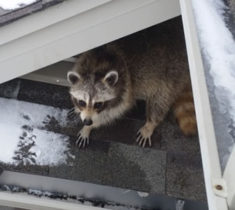Wildlife-Prevention-Removal-Rochester-New-York Wildlife-Prevention-Removal-Rochester-New-York