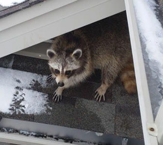 Wildlife-Prevention-Removal-Rochester-New-York Wildlife-Prevention-Removal-Rochester-New-York